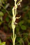 Longhorn bog orchid